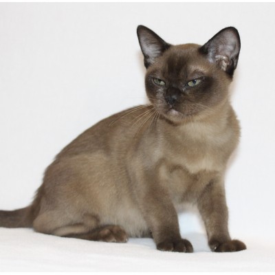 Brown Female - Ready NOW!