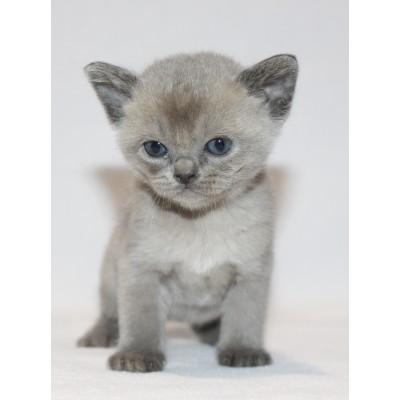 Blue Burmese Male -  Ready December