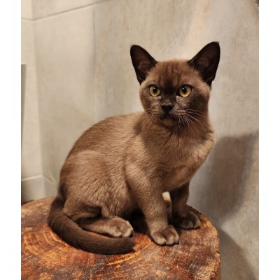 Sabokah Shelby Lil Fuddpukka (NZ) Sabokah Shelby Lil Fuddpukka (NZ)