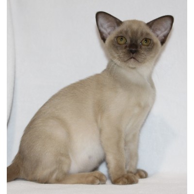 Chocolate Female - READY NOW!!