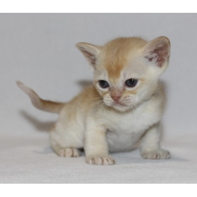 Red male -  Ready December 2026