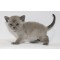 Blue Burmese Male -  Ready December