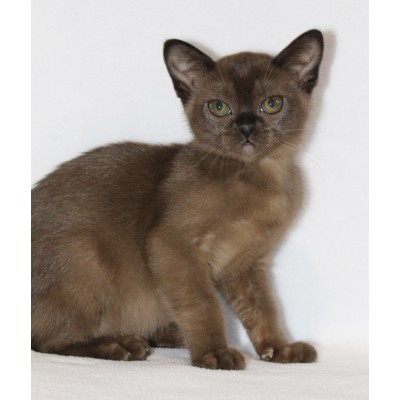 Brown Female - Ready NOW!