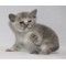 Blue tortie female Blue tortie female