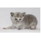 Blue tortie female Blue tortie female