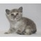 Blue tortie female Blue tortie female