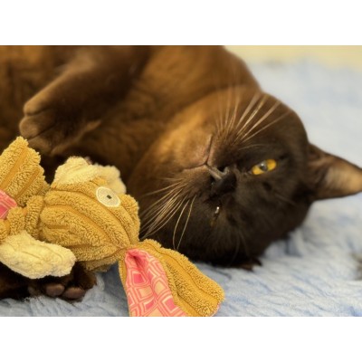 Sabokah Al Razor Fuddpukka