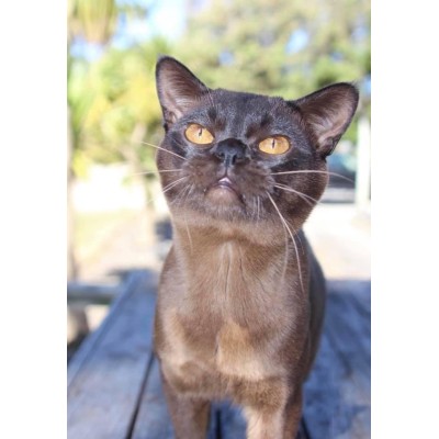 Sabokah Dexter Fuddpukka (NZ)